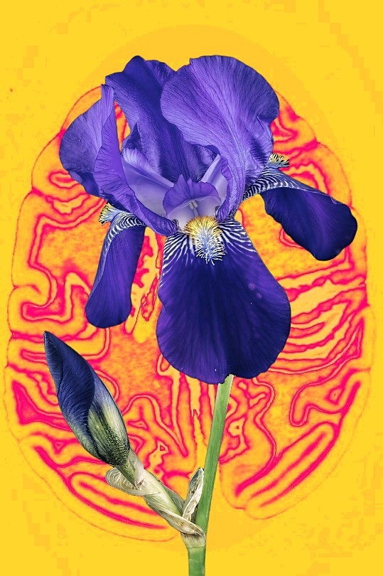 Iris 2