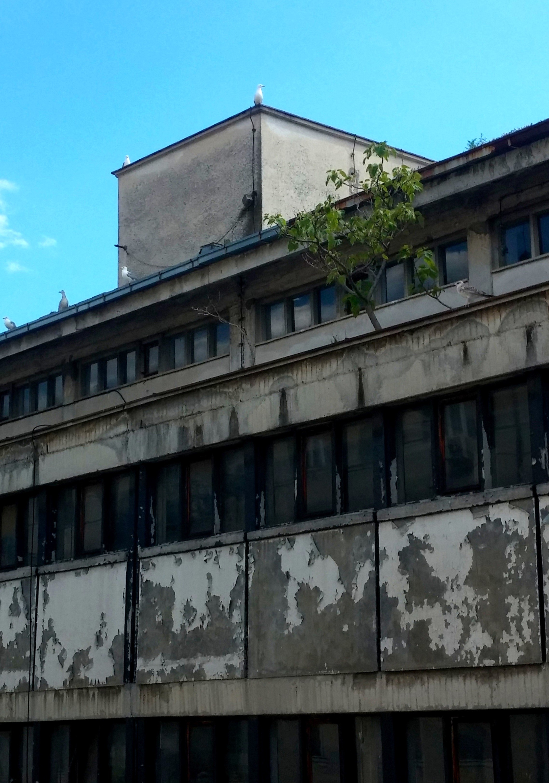 Abandoned Building With a Tree-Rijeka