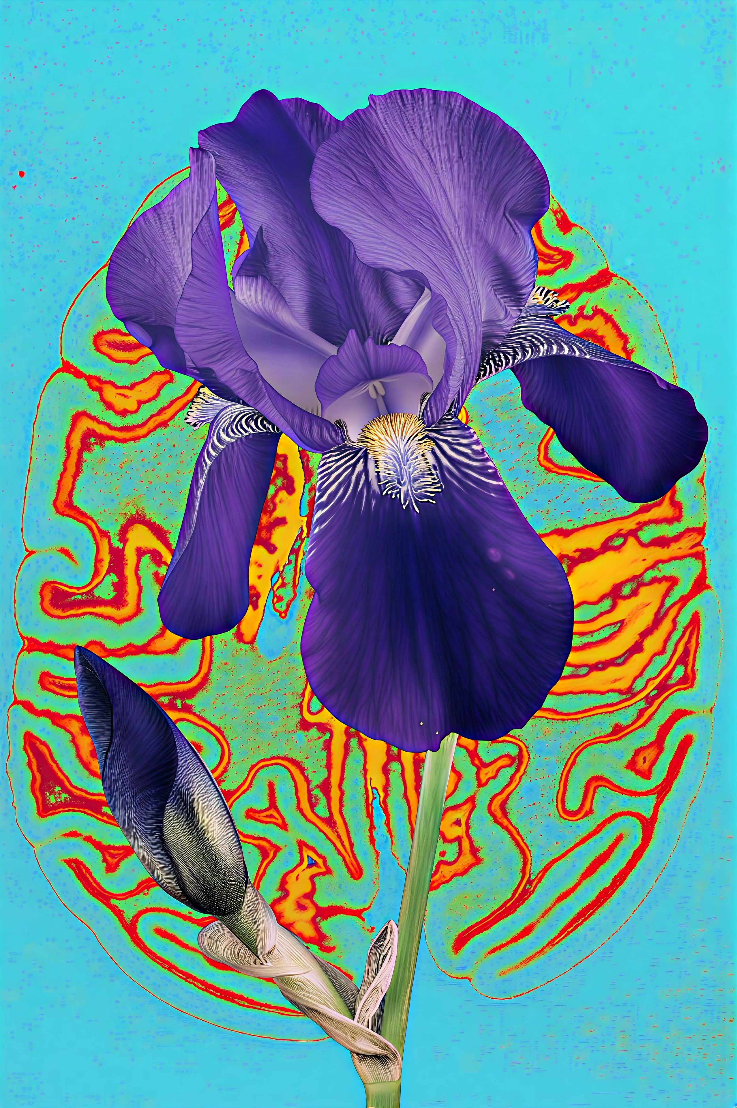 Iris 1