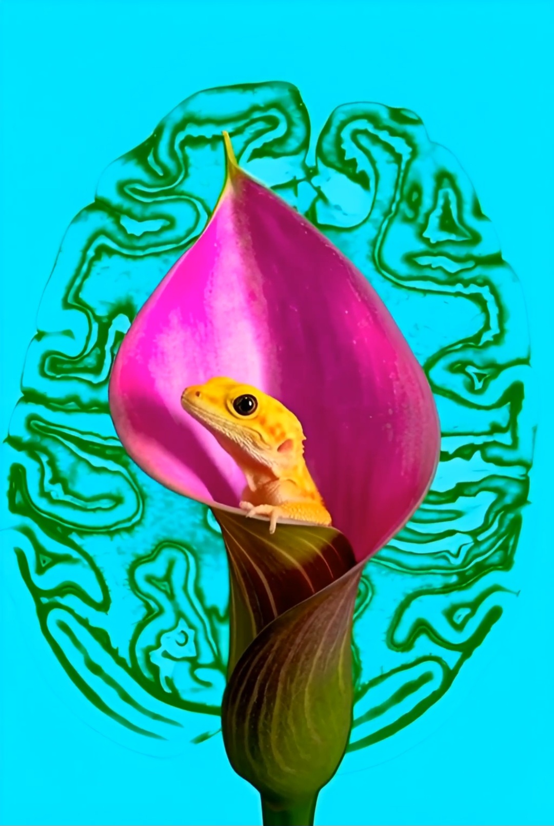 Calla & Gecko 2