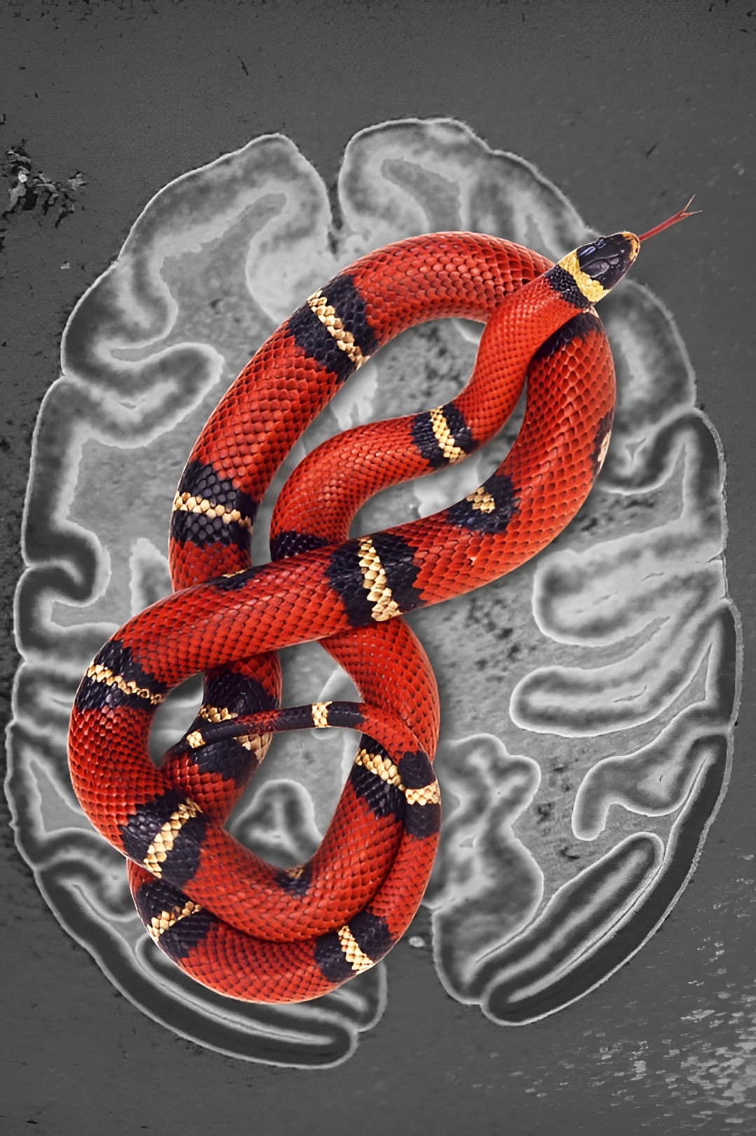 Snake