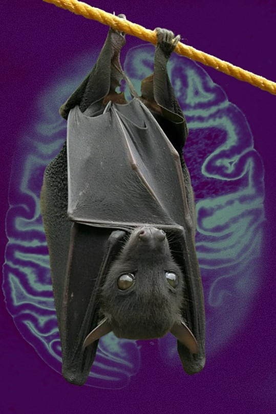 Bat 1