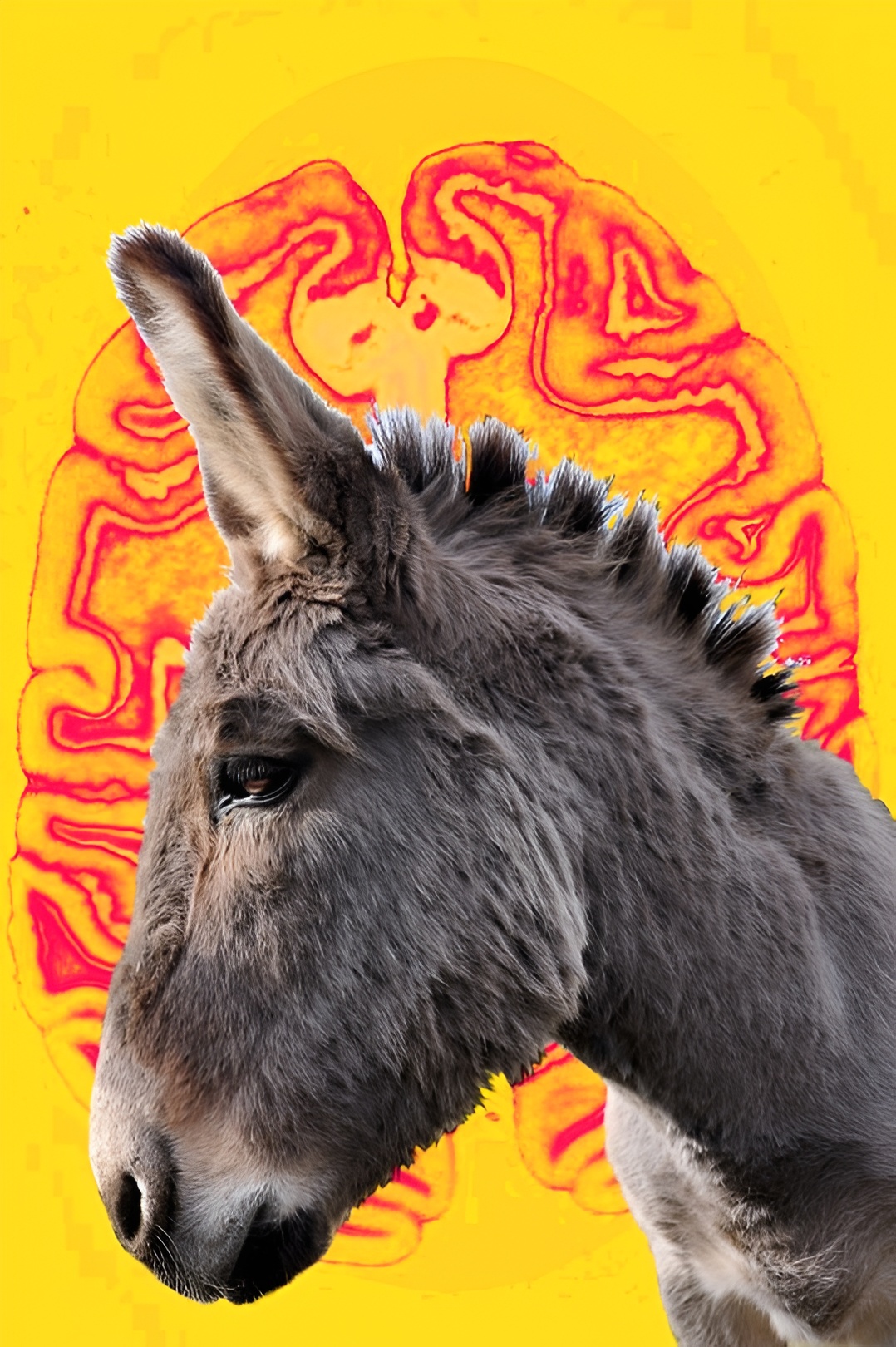 Donkey
