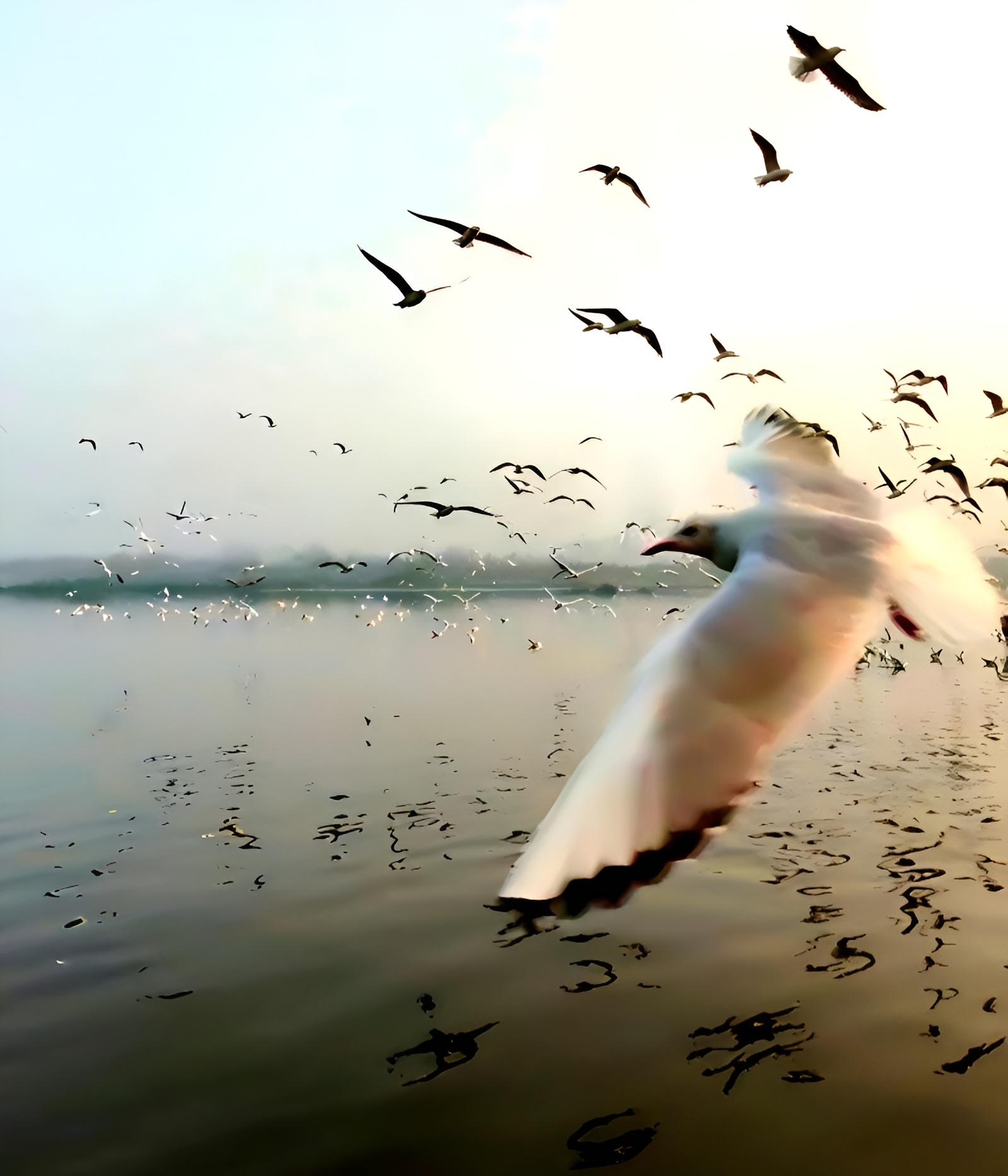 Kvarner Bay-Seagulls