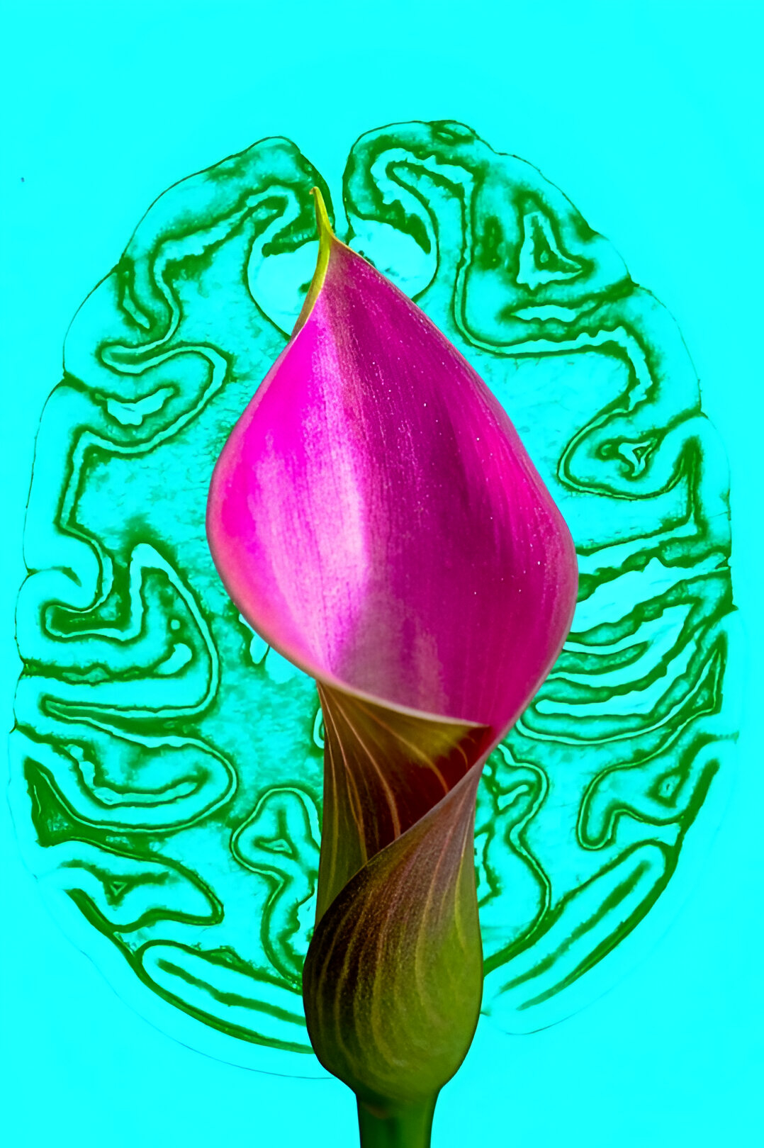 Calla
