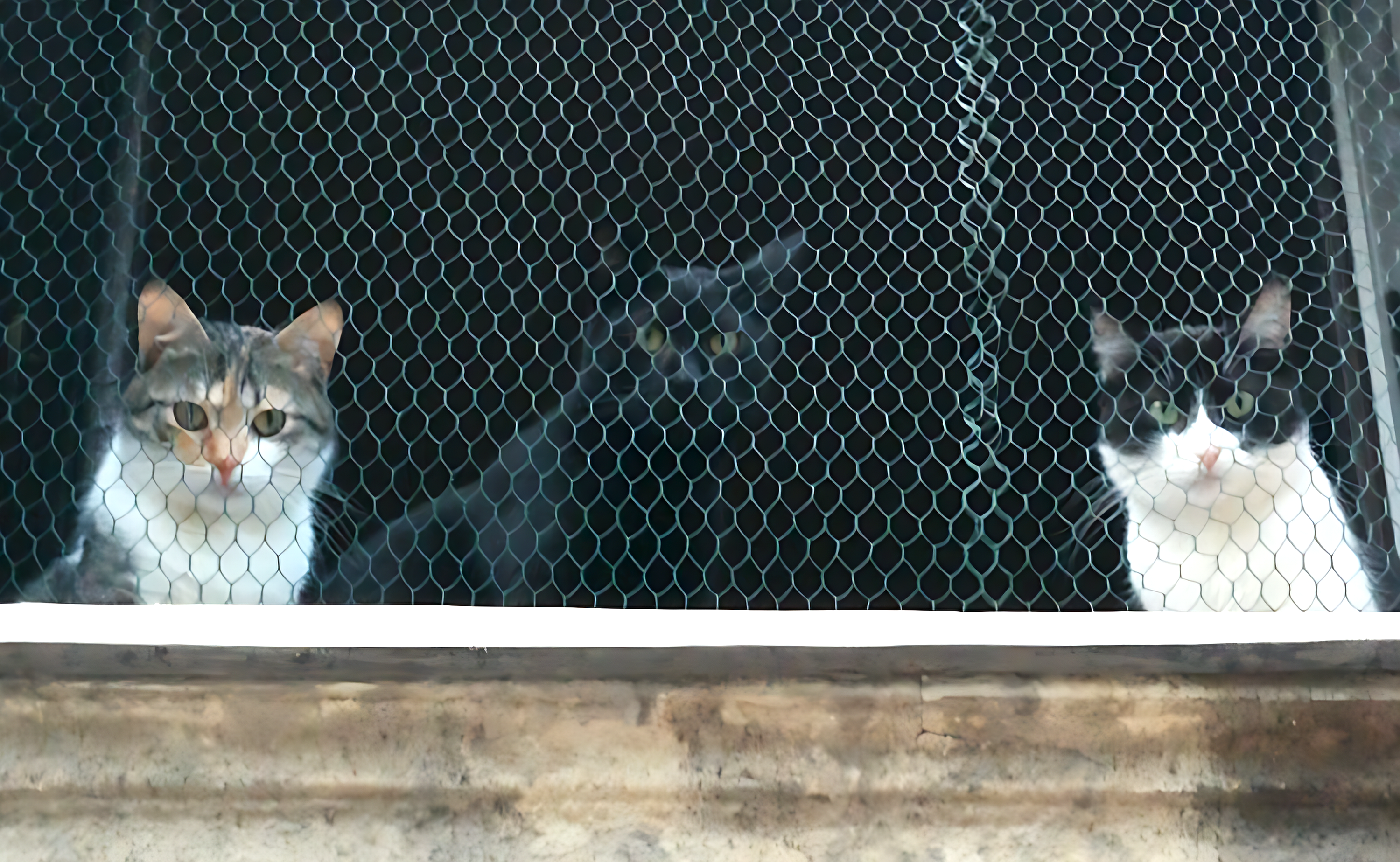 Three Cats-London