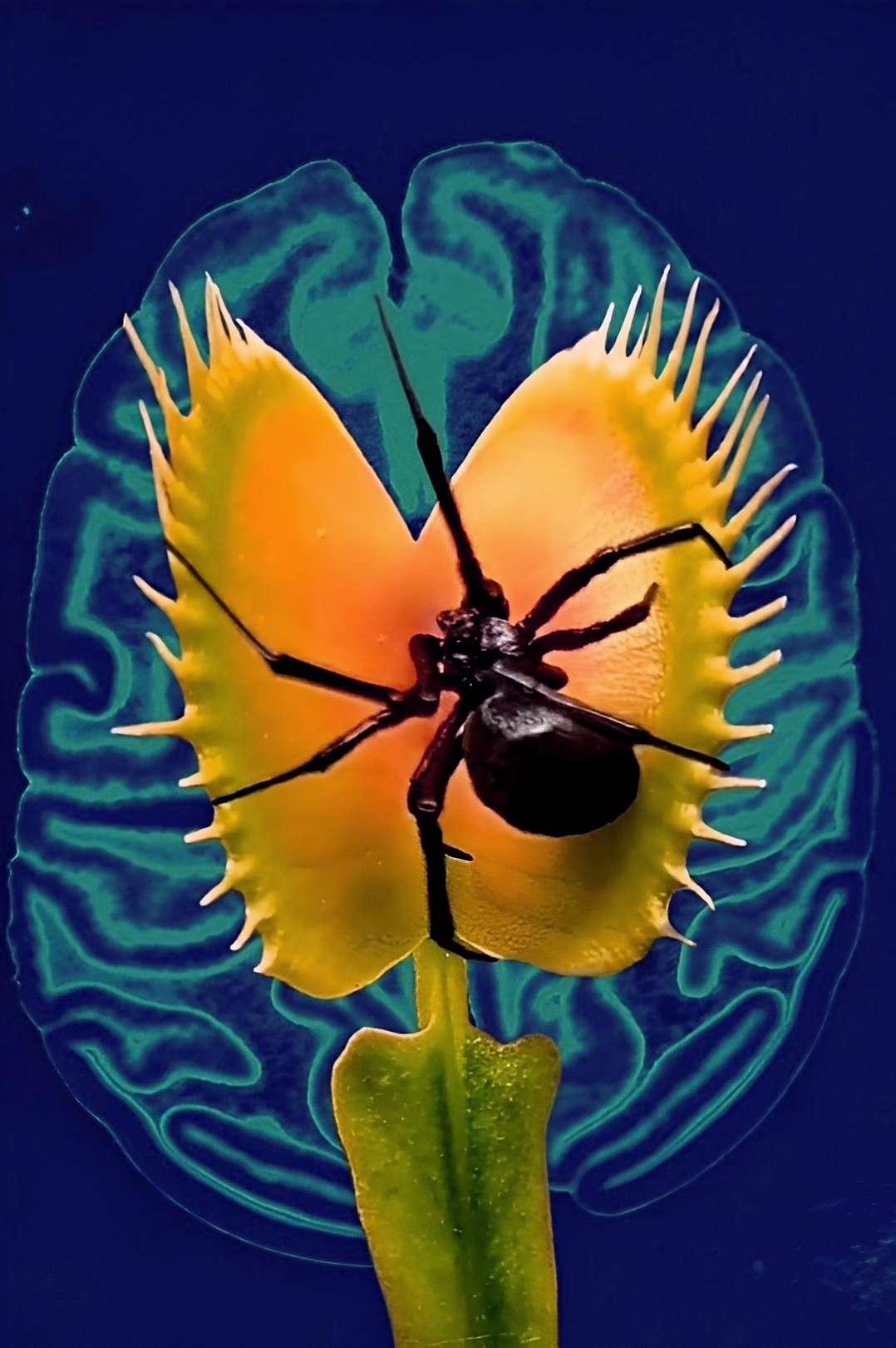 Venus Flytrap 2