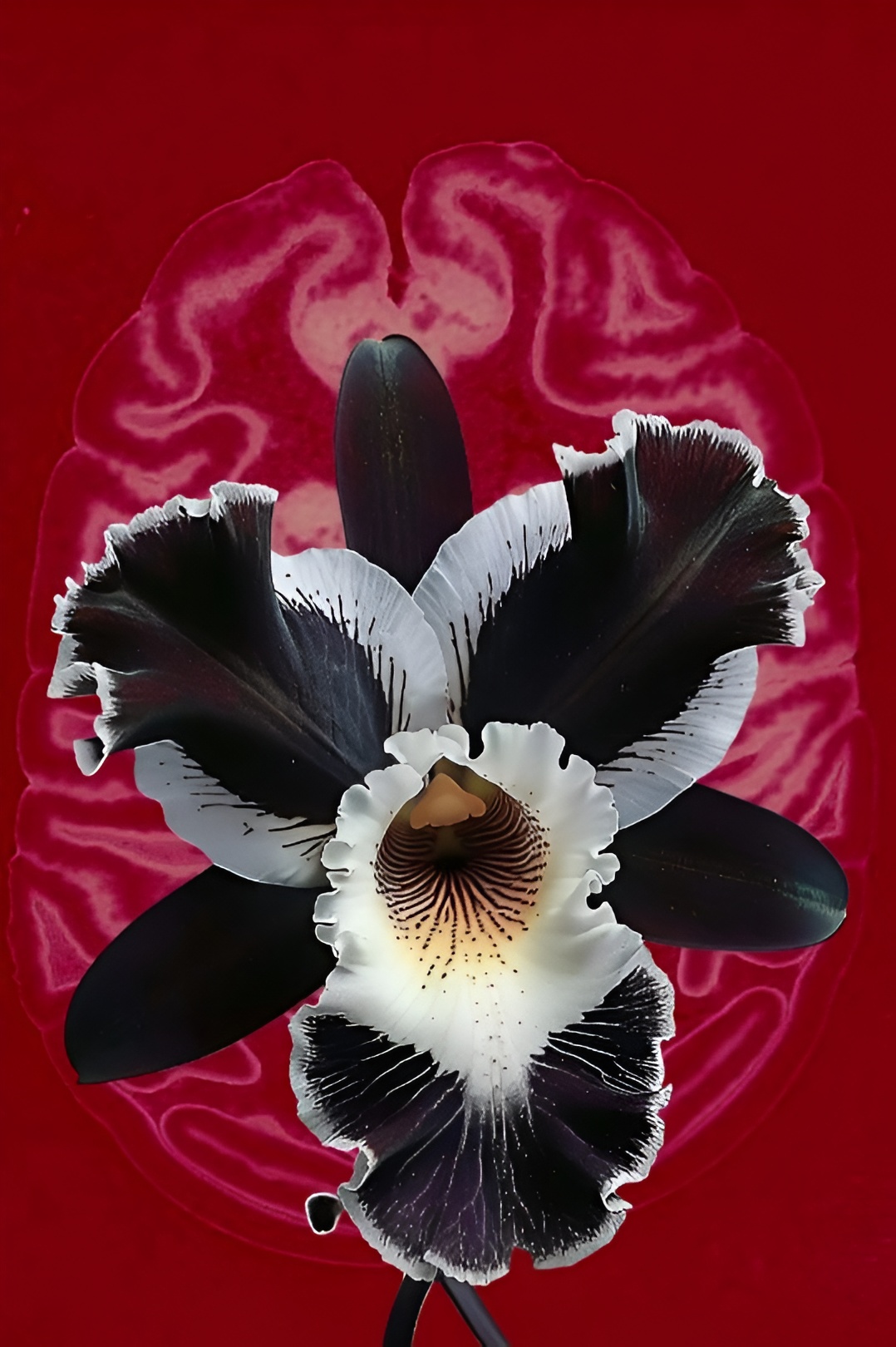 ORCHID